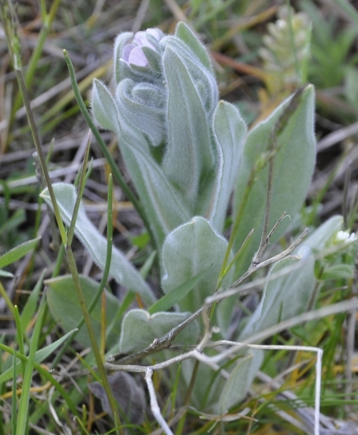 Image of Cynoglossum creticum specimen.