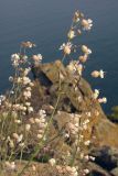 Oberna crispata. Побеги с цветками. Южный Берег Крыма, гора Аюдаг. 26 апреля 2013 г.