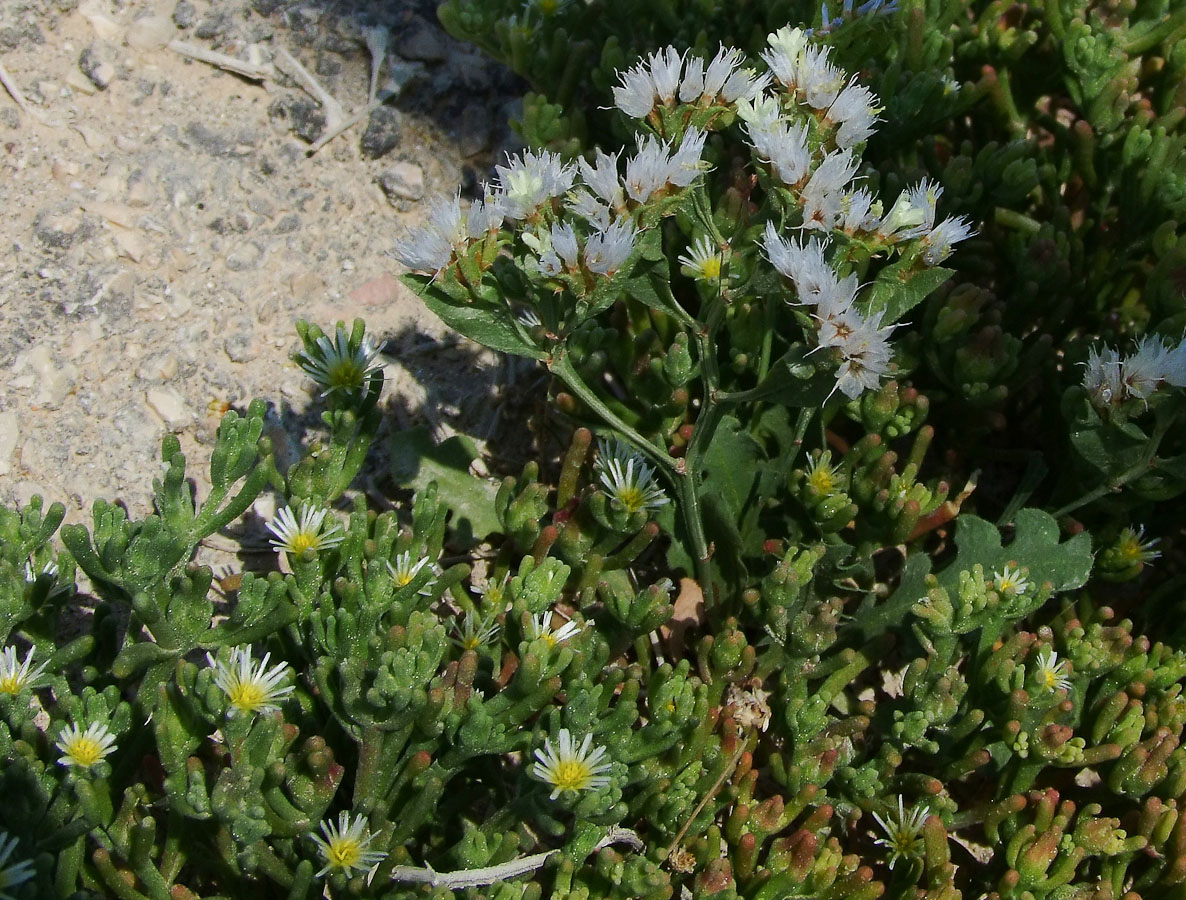 Изображение особи Limonium lobatum.