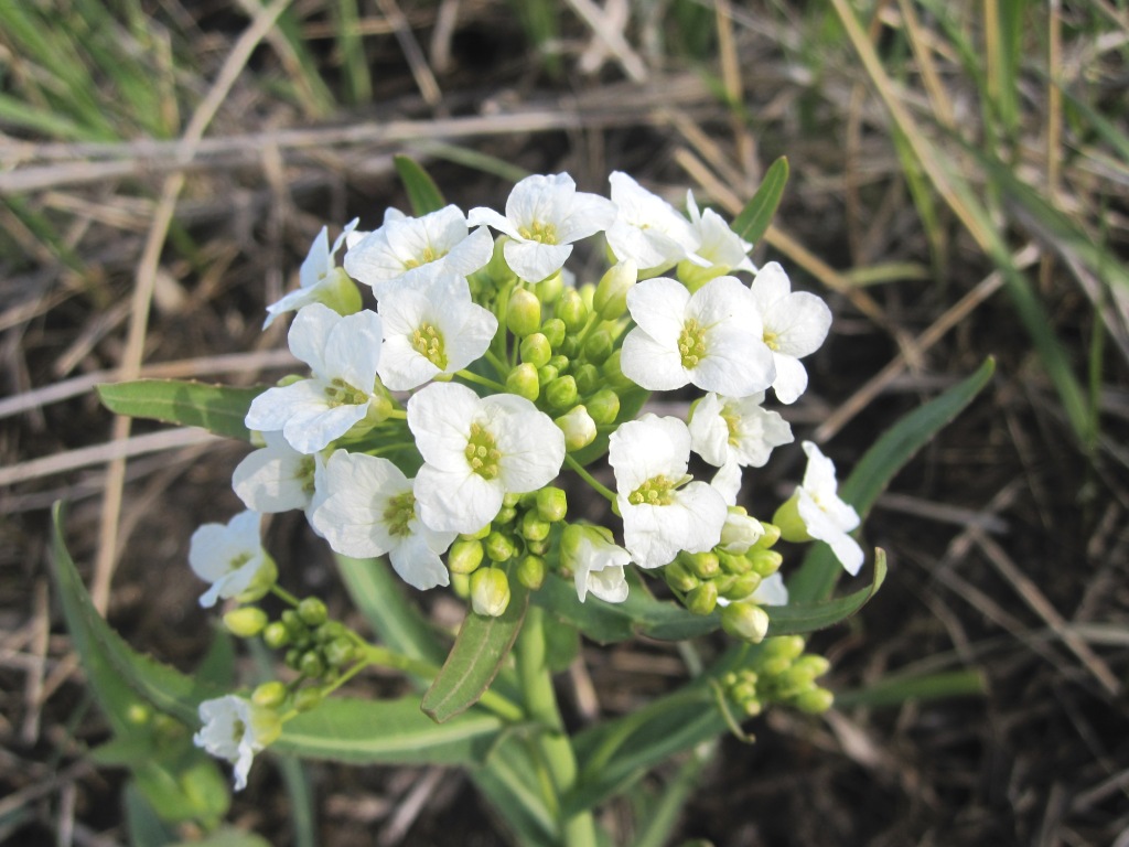 Image of Armoracia sisymbrioides specimen.