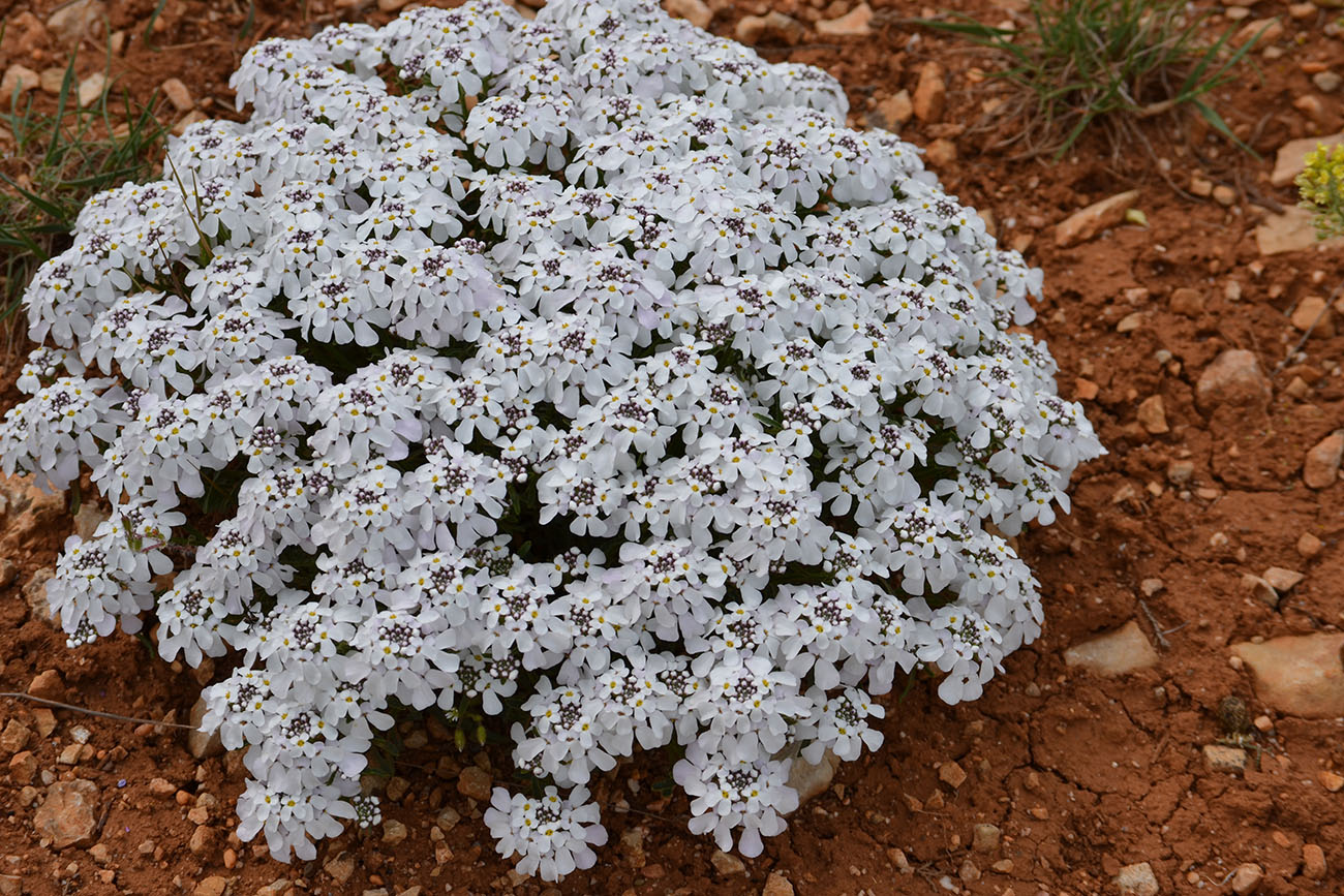 Image of Iberis simplex specimen.