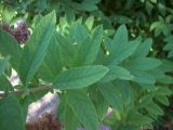 Spiraea × billardii
