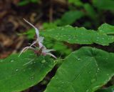 genus Epimedium