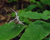 род Epimedium