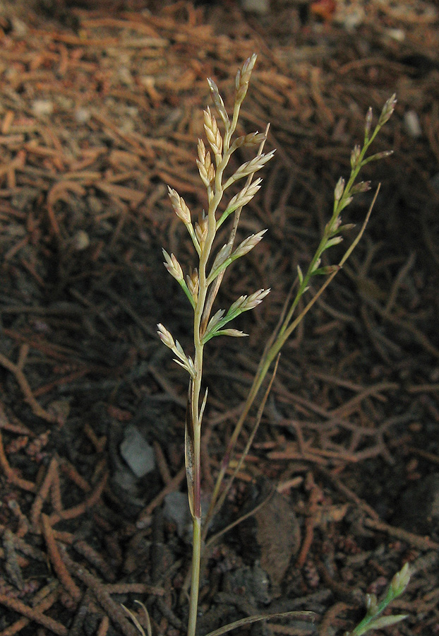 Image of Scleropoa rigida specimen.