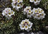 Saxifraga scardica