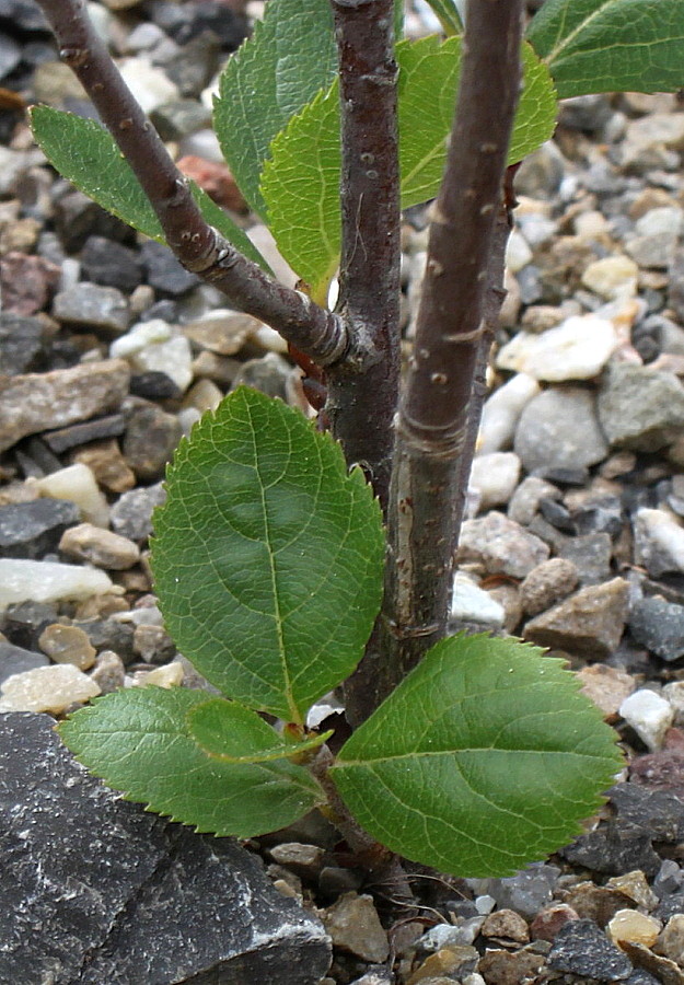 Image of Sorbus chamaemespilus specimen.