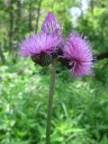 Cirsium rivulare