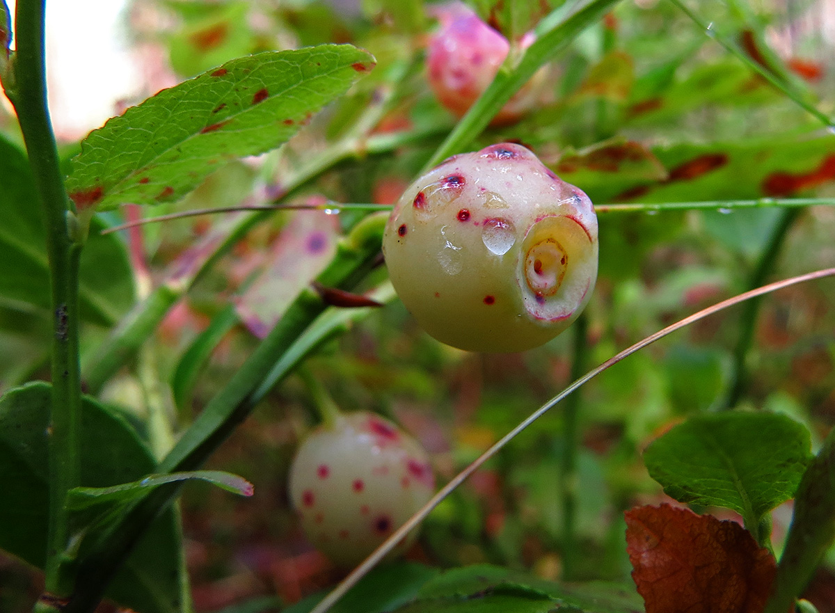 Image of Vaccinium myrtillus specimen.