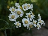 Achillea ptarmica. Соцветие. Санкт-Петербург, конец июля.