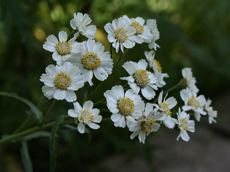 Image of Achillea ptarmica specimen.