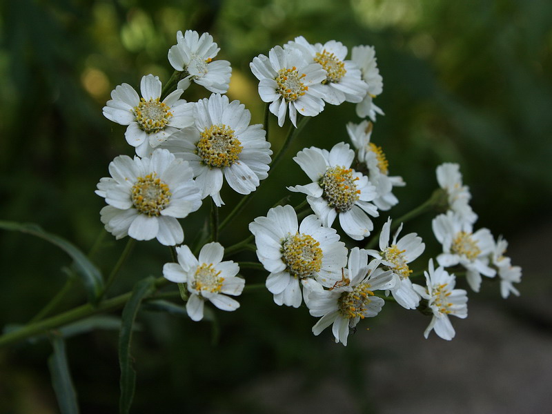 Изображение особи Achillea ptarmica.