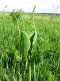 Plantago maxima