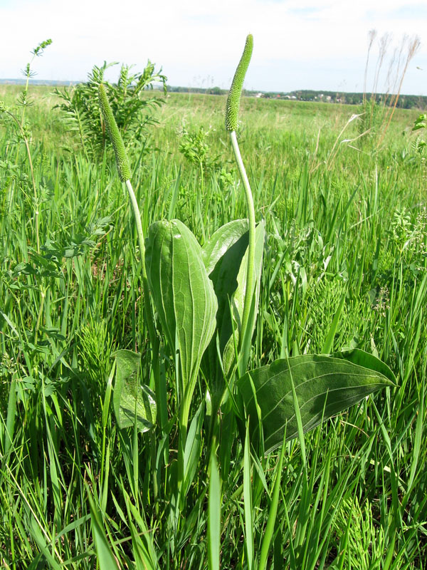 Image of Plantago maxima specimen.
