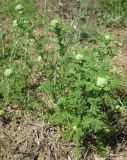 Achillea nobilis. Зацветающее растение. Крым, пгт Черноморское, парк 'Приморский'. 18.05.2013.