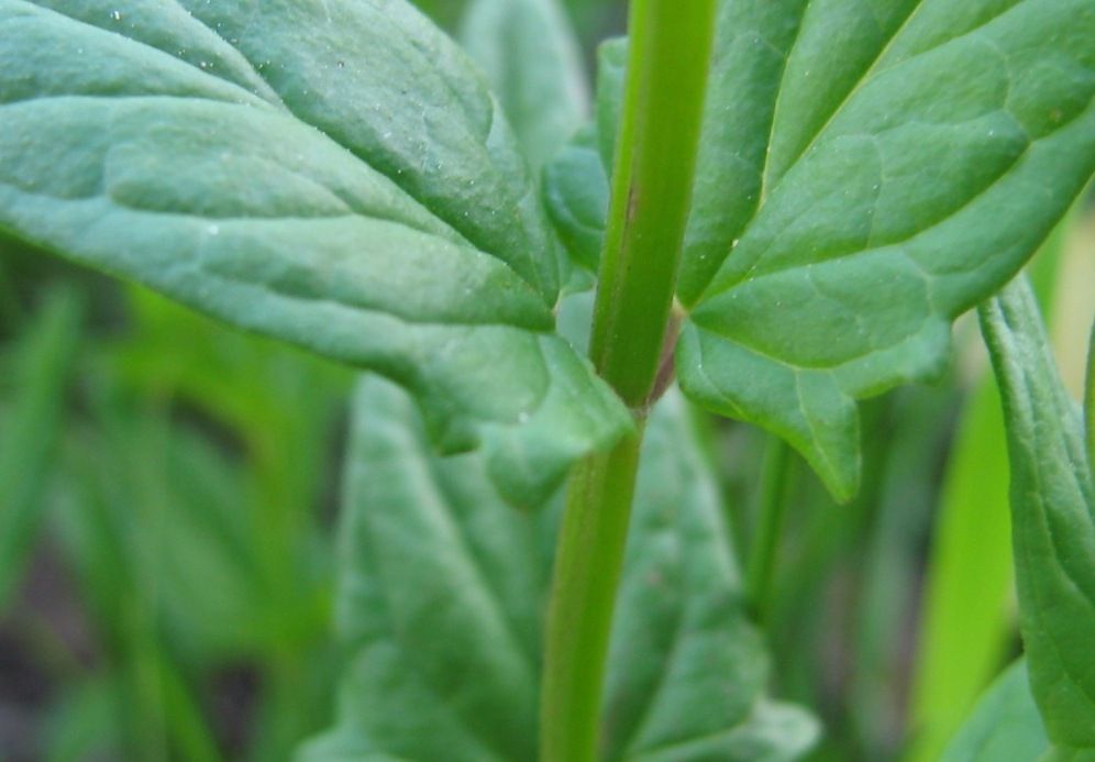 Image of Scutellaria hastifolia specimen.