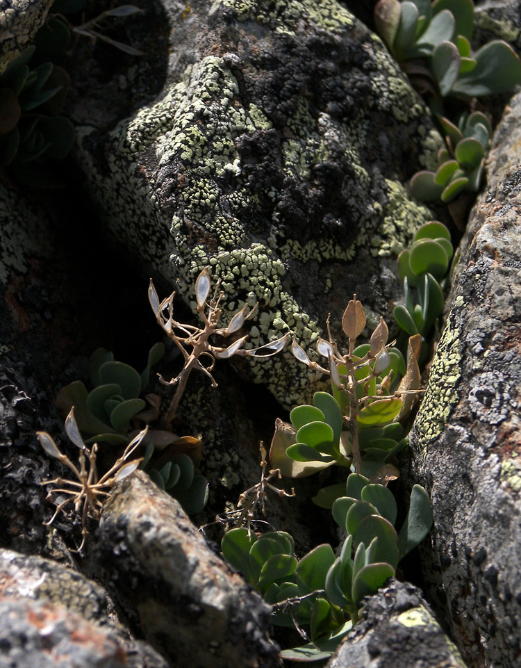 Image of Eunomia rotundifolia specimen.