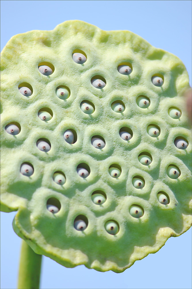 Image of Nelumbo caspica specimen.