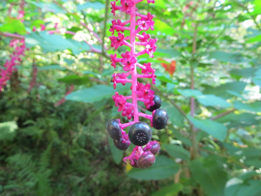 Image of Phytolacca americana specimen.