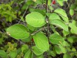 Cotoneaster melanocarpus. Часть ветви. Якутия, Хангаласский улус, берег р. Буотамы, горный склон. Август 2013 г.