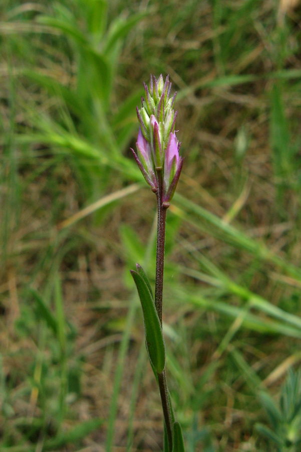 Изображение особи Polygala major.