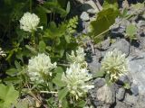 Trifolium canescens