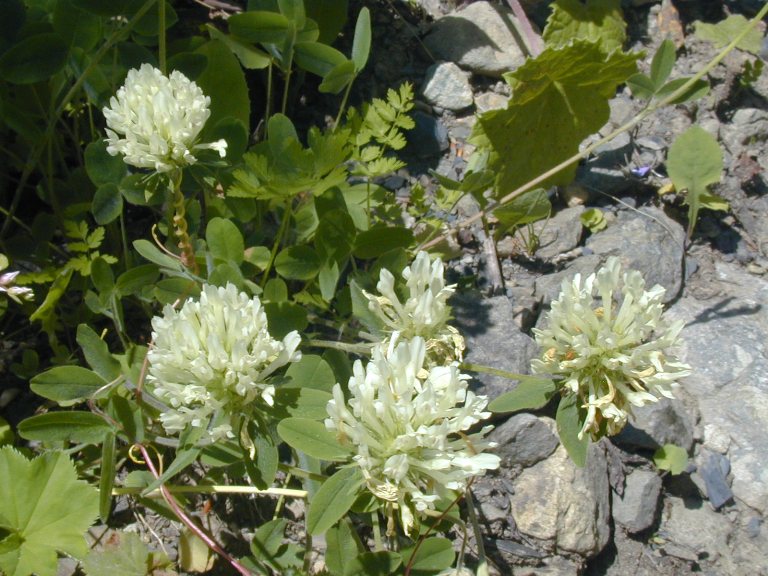 Изображение особи Trifolium canescens.