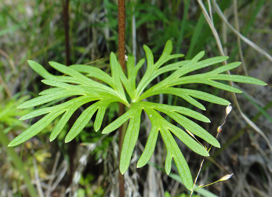 Image of Aconitum ambiguum specimen.