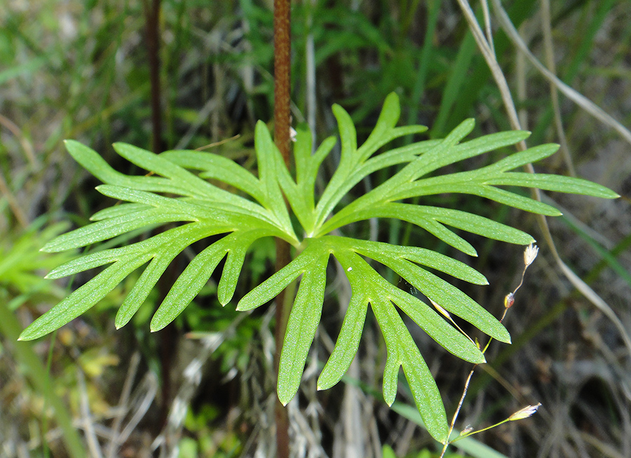 Изображение особи Aconitum ambiguum.