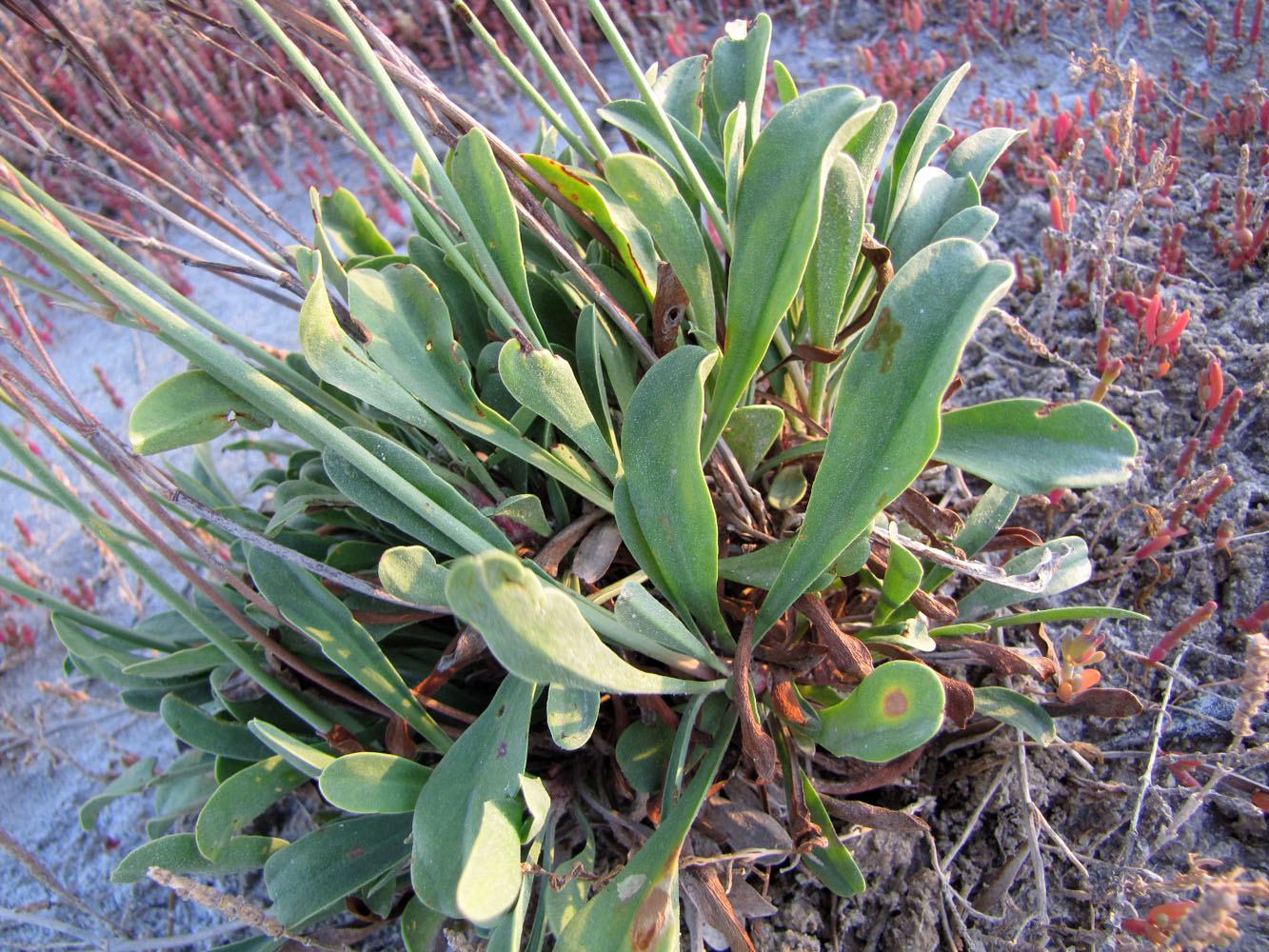 Image of Limonium &times; erectiflorum specimen.