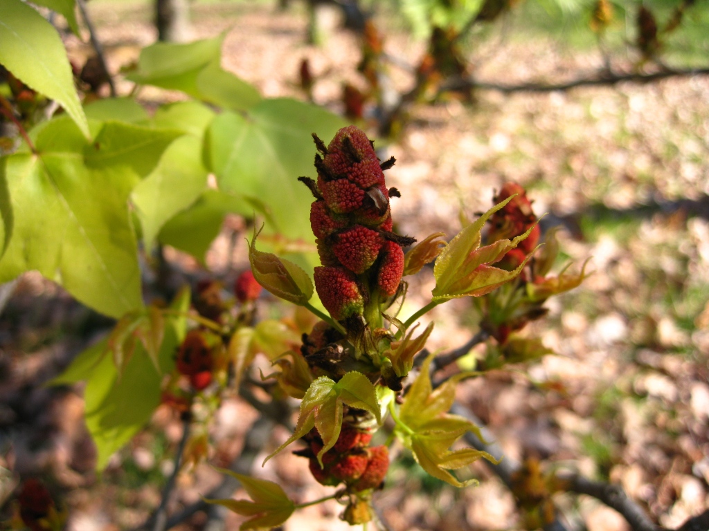 Изображение особи Liquidambar formosana.