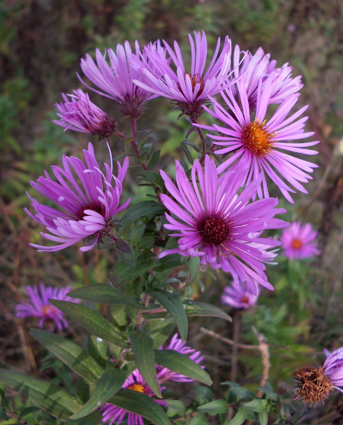 Image of Symphyotrichum novae-angliae specimen.