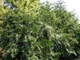 Cephalotaxus harringtonia