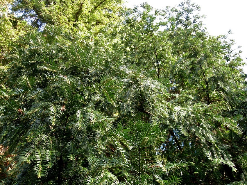 Изображение особи Cephalotaxus harringtonia.