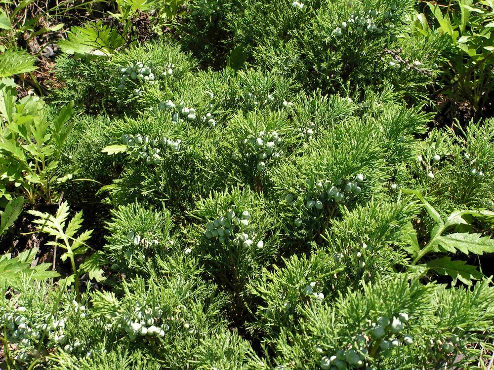 Image of Juniperus davurica specimen.