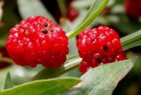 Blitum virgatum. Соплодия. Германия, г. Дюссельдорф, Ботанический сад университета. 14.08.2013.