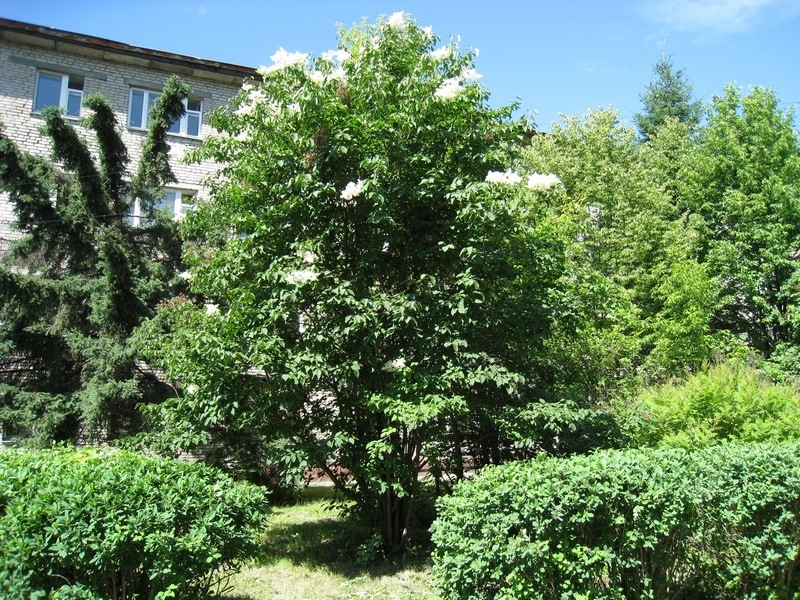 Image of Syringa amurensis specimen.