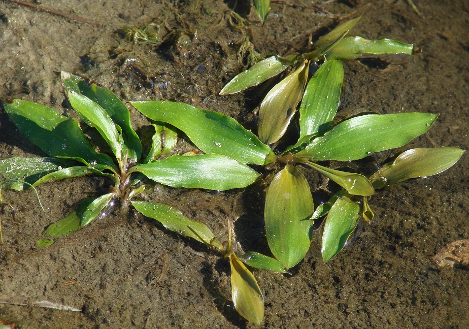 Изображение особи Potamogeton alpinus.