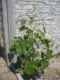 Abutilon theophrasti