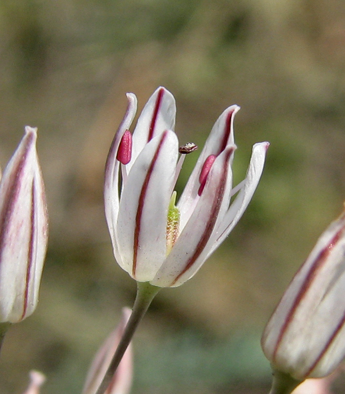 Изображение особи Allium inaequale.