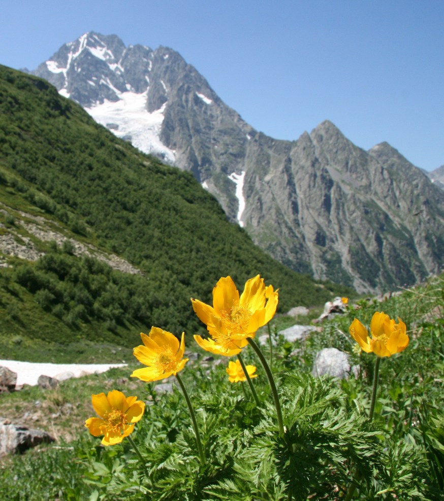 Image of Pulsatilla aurea specimen.