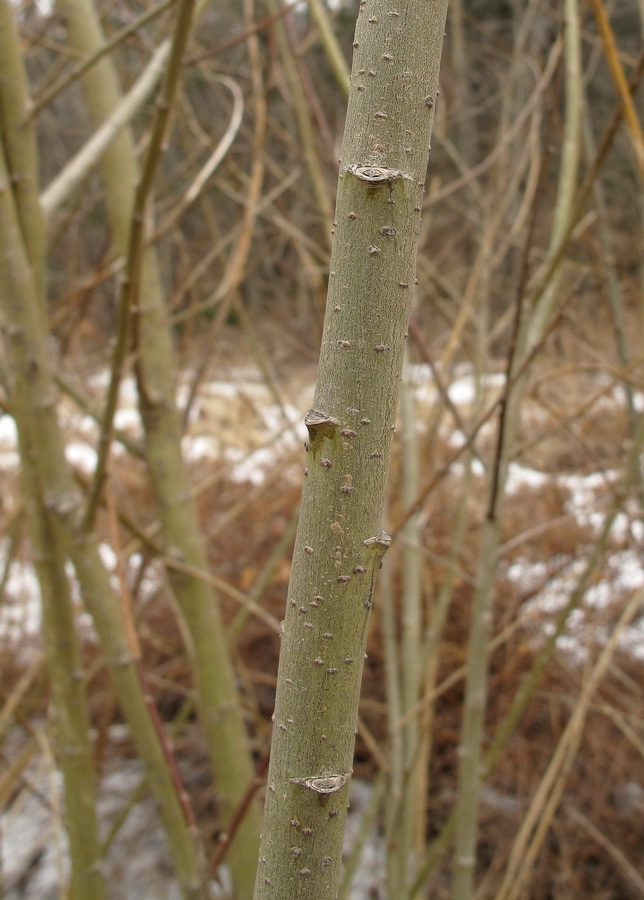 Изображение особи Salix siuzewii.