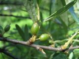 Hippophae rhamnoides