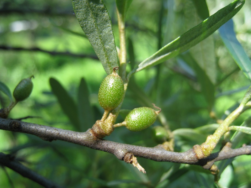 Изображение особи Hippophae rhamnoides.