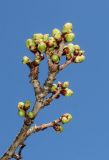 Prunus serrulata. Веточка с распускающимися почками ('Shirotae'). Германия, г. Дюссельдорф, Ботанический сад университета. 10.03.2014.