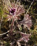 Pulsatilla bohemica