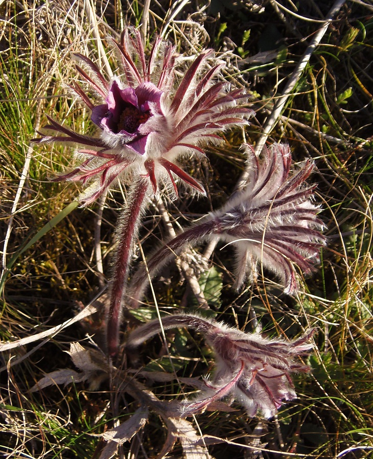 Image of Pulsatilla bohemica specimen.