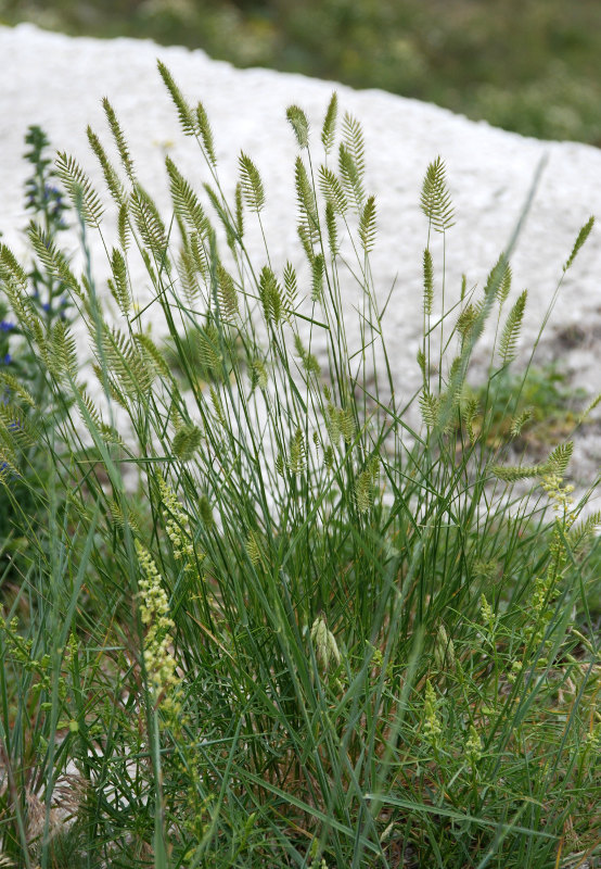 Изображение особи Agropyron pectinatum.