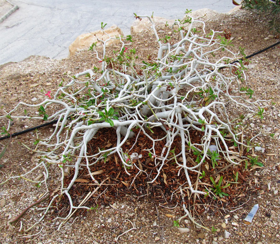 Image of genus Adenium specimen.