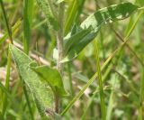 Inula britannica